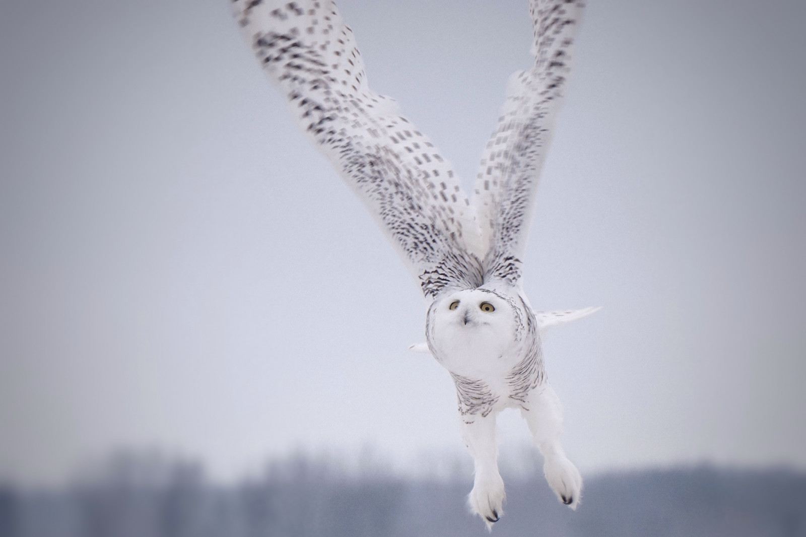 bílý, zima, Volně žijících živočichů, Kanada, dravý pták, sova, Ontario, raptor, Ottawa, Let, zakalený, pták, oko, zasněžený, Pírko, Napájení, vypnuto, vzít, křídlo, šperky, beyondhue