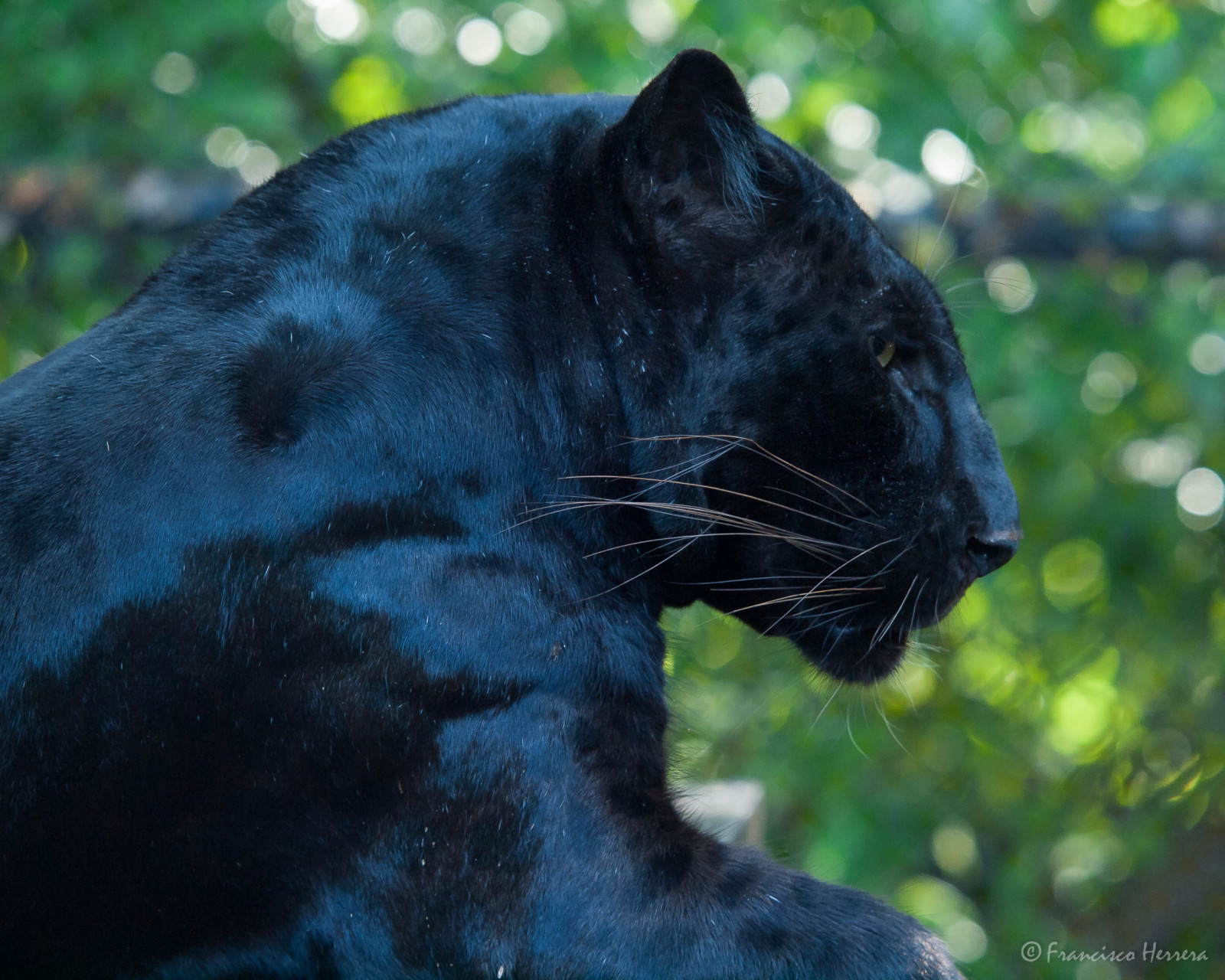 Fotoaparát, město, zvíře, zvěř, objektiv, savec, zoologická zahrada, Leopardo, Kočkovitý, Spojené státy, Florida, Miami, ciudad, Olympus, leopard, Felino, Zoologico, animales, lente, 50200 mm, camara, Černý panter, Parrotjungle, Mamifero, pantherapardus, zoologicalgarden, Blackleopard, parquezoologico, zoologicalpark, Panteranegra, Jard nzool gico, Jungleisland, E620