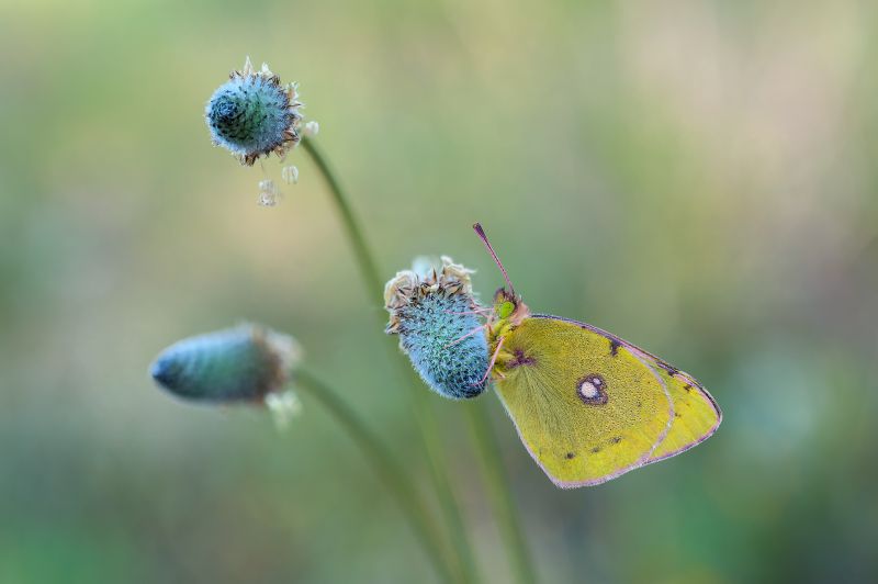 性质,摄影,宏,蝴蝶,昆虫,绿色