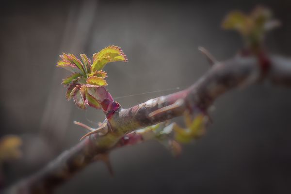 sunlight, leaves, nature, photography, branch, green