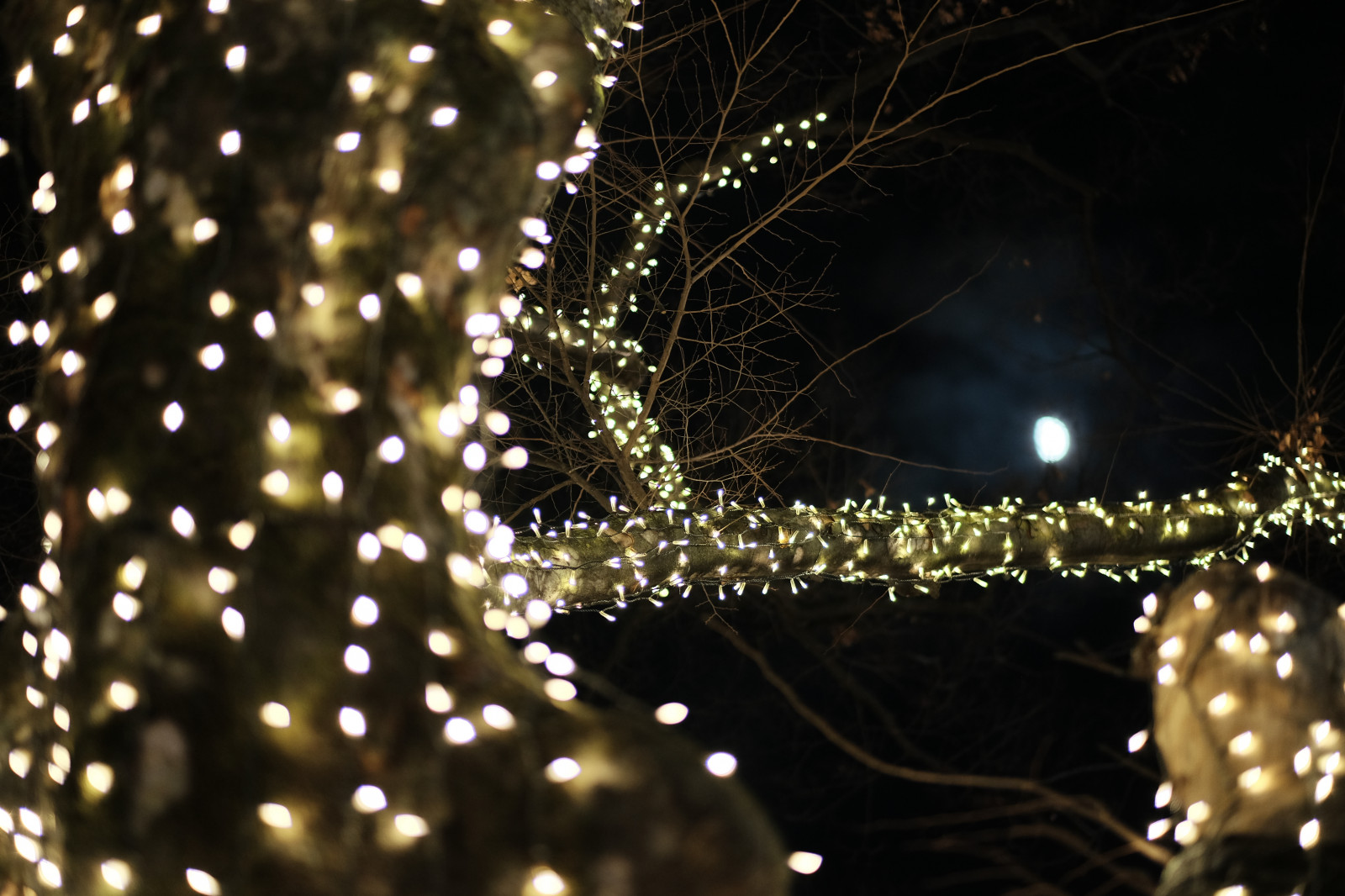 notte, ramo, Albero di Natale, Natale, luci di Natale, rugiada, Fujifilm, Jp, leggero, illuminazione, illuminazione, fuji, oscurità, Fujinon, xf56mmf12r, xf56mm, Omotesando, xt1, harajuku, decorazione natalizia, fotografia macro, umidità