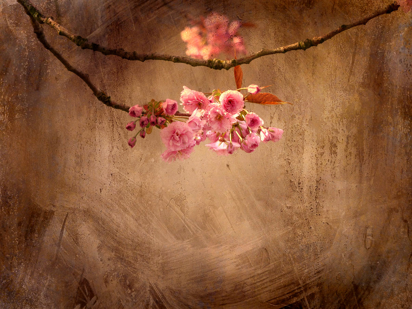větev, textura, květ, růžový, jaro, duben, květ, flóra, okvětní lístek, tatot, galleryoffantasticshots, creativephotocafe, větvička, počítač tapeta, stálý život, zátiší fotografování, stock photography