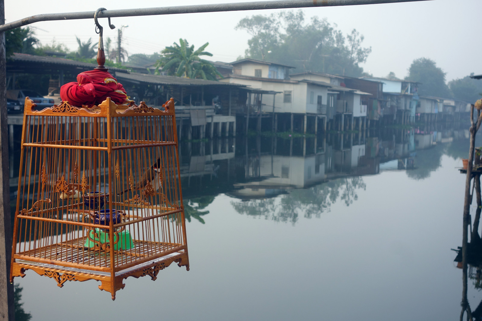 Červené, oko, ptactvo, Thajsko, Pohled, Bangkok, Sony, klec, bulbul, vousatý, Khlong, Bangkhen, Thanon, RX100, Dscjan242014sony