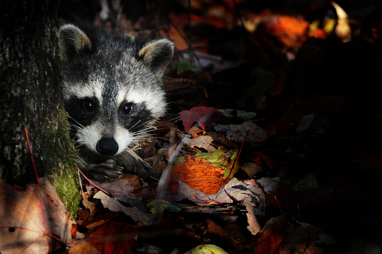 Wallpaper : autumn, Ontario, Canada, tree, eye, fall, look, leaves ...