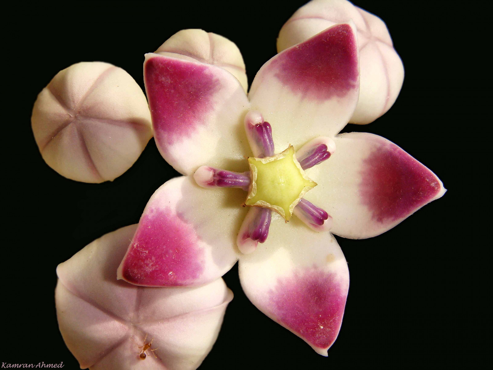 Černá, Červené, nachový, detailní, makro, květ, růžový, Pákistán, jablko, květ, rostlina, nostrobistinfo, orchidej, flóra, hvězda, K, okvětní lístek, anawesomeshot, naturesfinest, platinumphoto, goldstaraward, colourartaward, supershot, mravenec, kvetoucí rostlina, zblízka, makro fotografie, můra orchidej, Karachi, Sodom, Kamran, Ahmed, A2z, Appleofsodom, Calotropis, Procere, Calotropisprocere