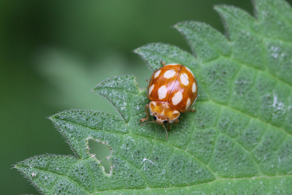 870 Koleksi Gambar Hewan Serangga Kumbang HD Terbaik