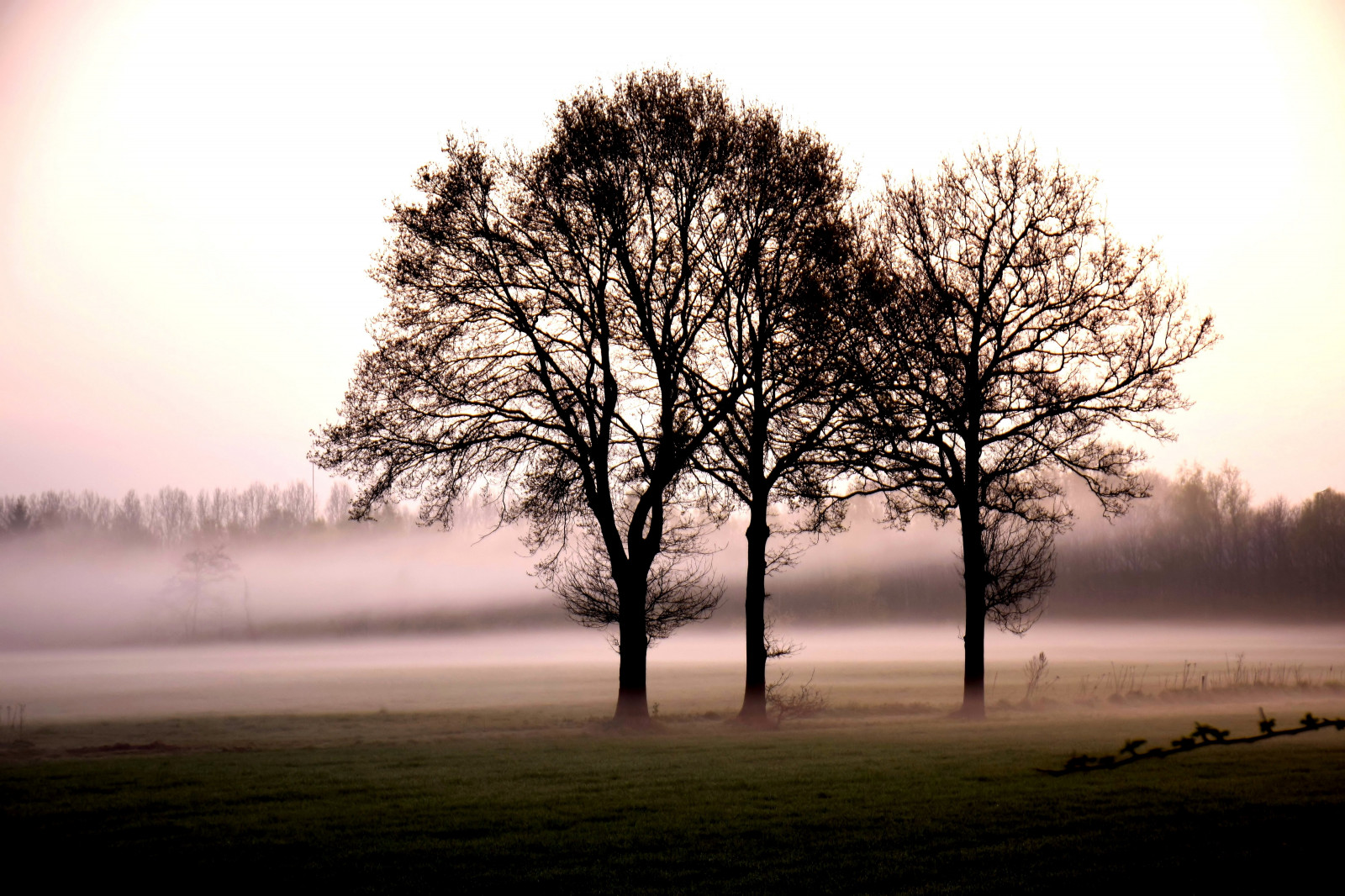 slunečnímu záření, stromy, západ slunce, Příroda, tráva, nebe, větev, svítání, večer, ráno, mlha, slunce, horizont, atmosféra, soumrak, mlhavý, mrak, strom, mlha, svítání, rostlina, sezóna, Boxtel, atmosférický jev, dřevina, addecort