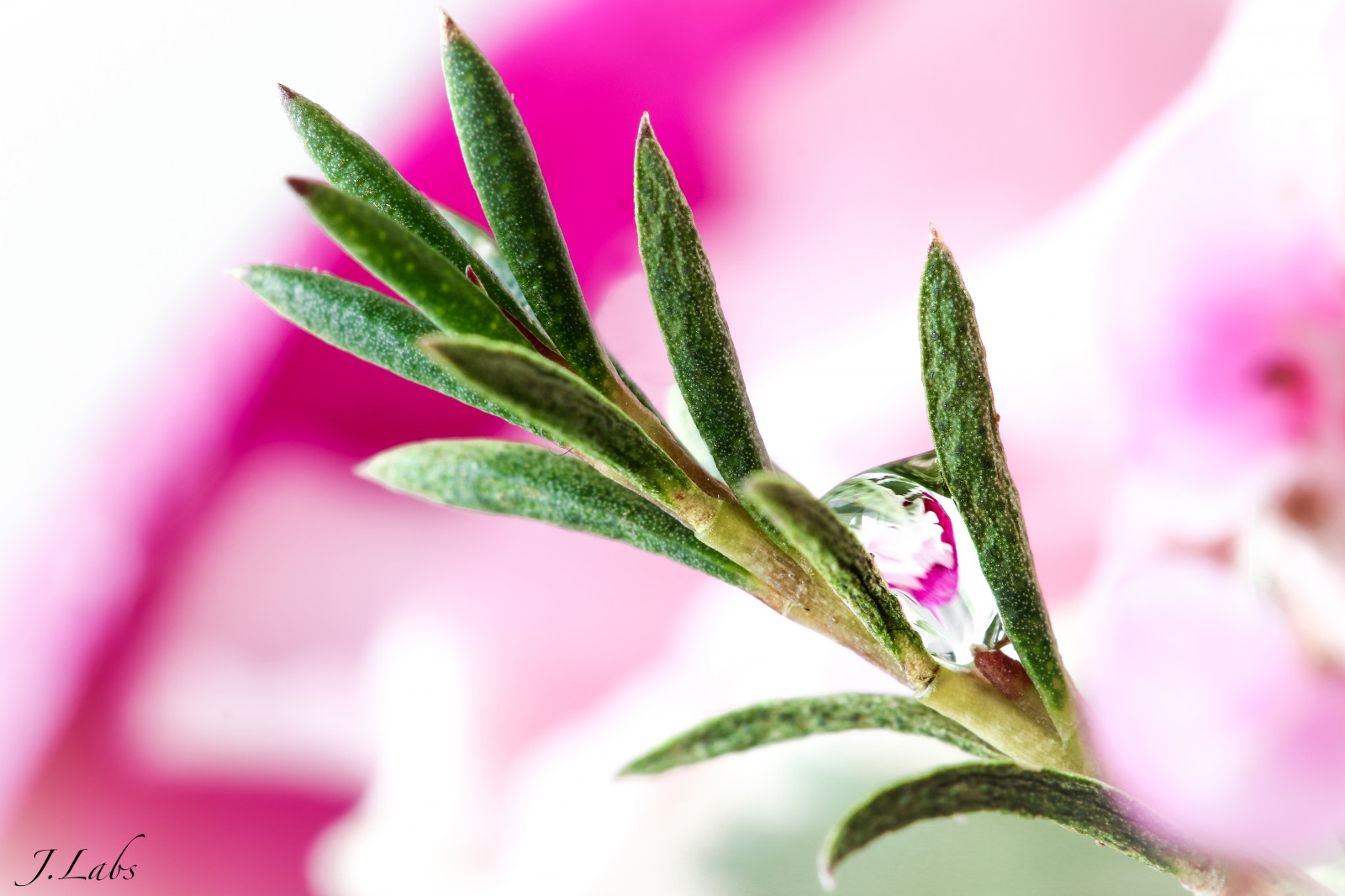 růžový, rostlina, květ, list, zblízka, flóra, makro fotografie, okvětní lístek, závod stonek, květ