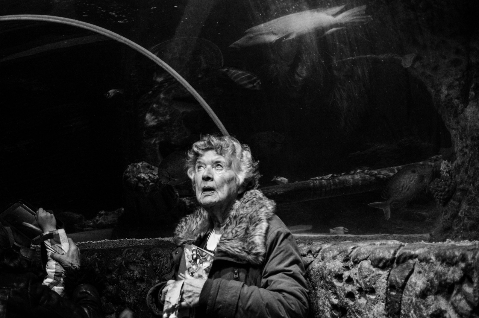 nero, bianco e nero, vertebrato, fotografia in bianco e nero, oscurità, fotografia, acqua, monocromo, albero, notte