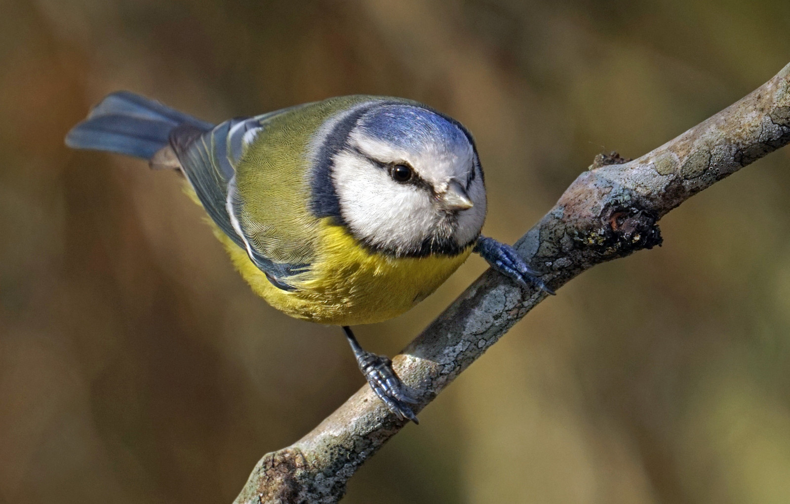 bluetit, gardenbirds, all'aperto, Bl meis, Meiser, sm fugler, hagefugler, Vinter, febbraio, blikshavn, karm y, Norvegia