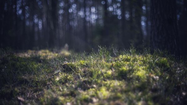 plants,depth of field,nature,forest