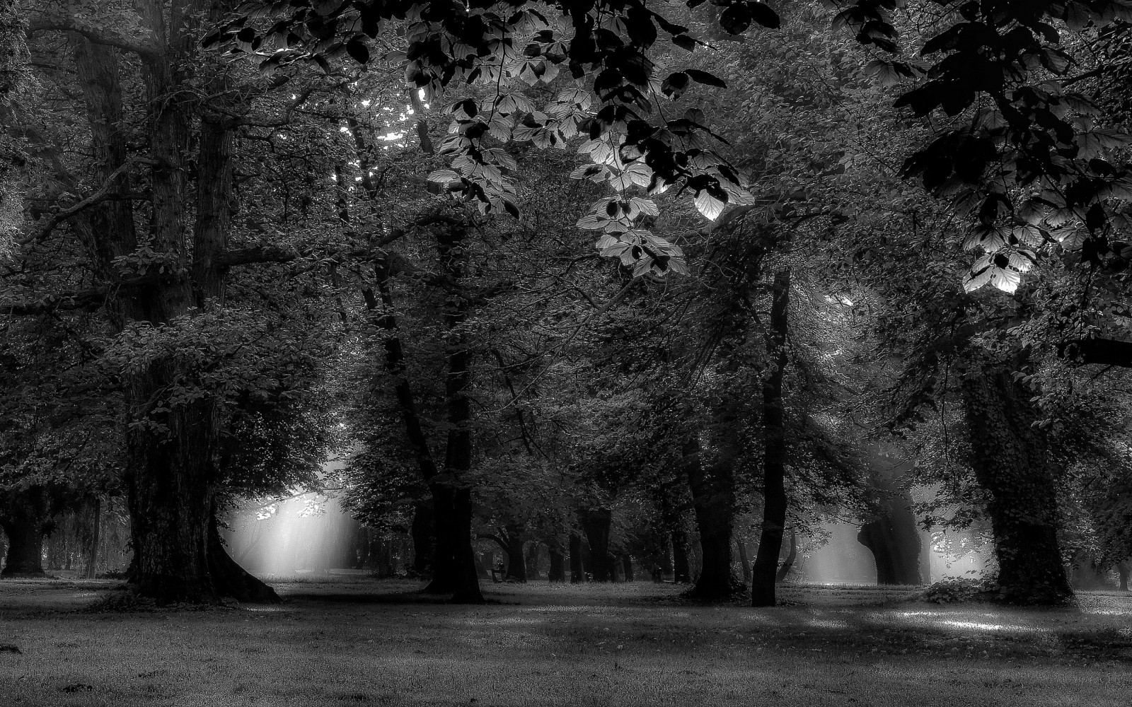 slunečnímu záření, stromy, krajina, les, listy, bílý, Černá, černobílý, noc, Příroda, tráva, park, větev, svítání, uklidnit, ráno, mlha, světlo, strom, list, rostlina, tma, zálesí, místo výskytu, atmosférický jev, Černý a bílý, monochromatické fotografování, dřevina, 2700x1688 px