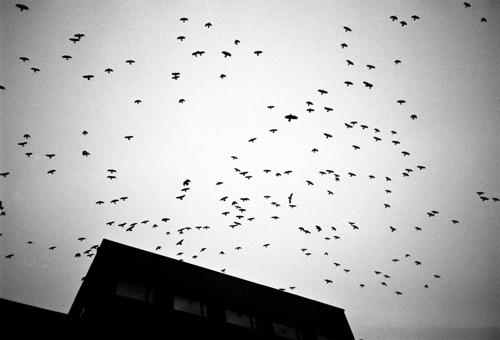 Wallpaper : analog, film, 35MM, birds, majorna, gothenburg, fish
