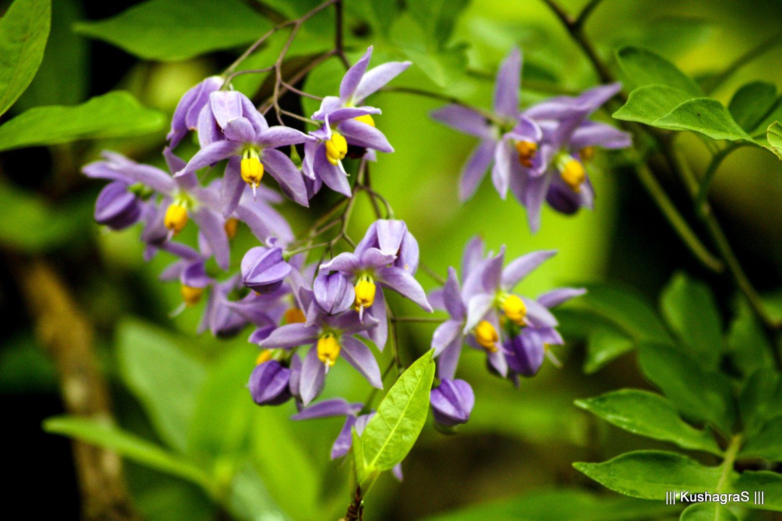 Wallpaper garden, nature, blossom, Chrome Cast, flower, flora
