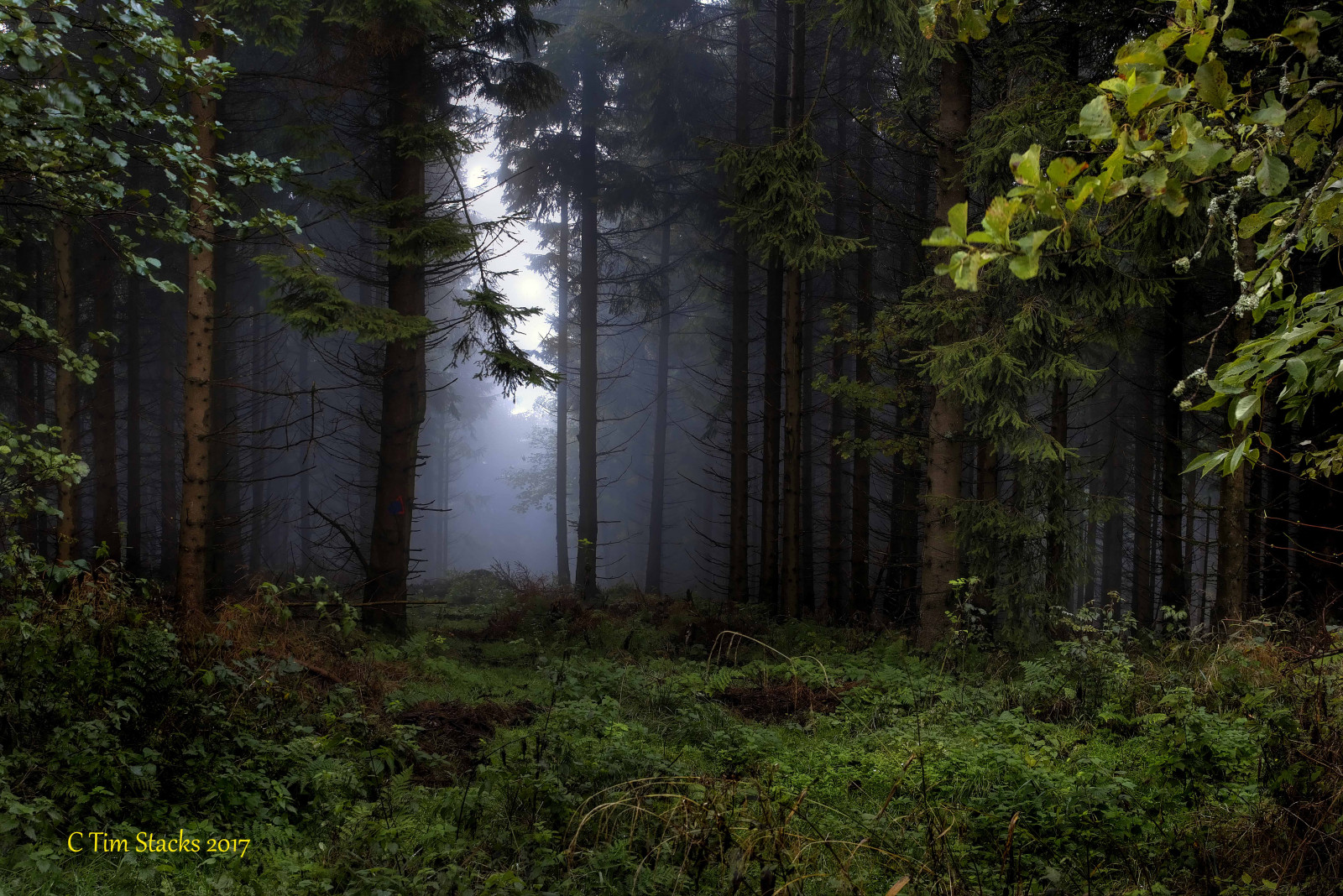 sollys, landskab, Skov, have, natur, udendørs, grøn, Tyskland, jungle, regnskov, træ, efterår, tåge, blad, plante, sæson, deutschland, Hessen, eu, skov, landdistrikt, levested, naturligt miljø, atmosfærisk fænomen, vedplante, løvfældende, mtmeisner