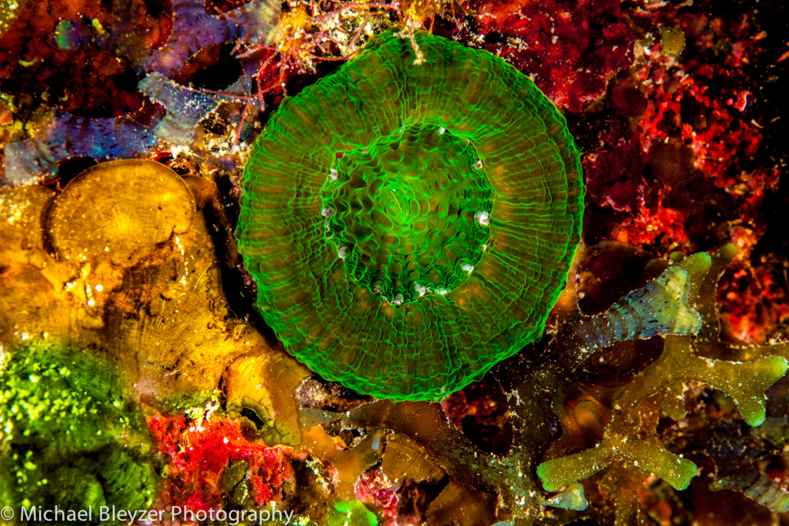 makro, Pod vodou, korál, korálový útes, Potápění, počítač tapeta, fraktální umění, bezobratlý, mořská biologie, organismus, uw, kajman, ci, underwaterphotography, caymandiving