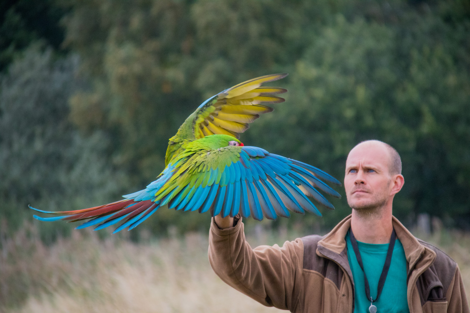 Parrots Denmark Wallpaper : parrot, wildlife, Denmark, beak, danmark, f gel, exif model ...