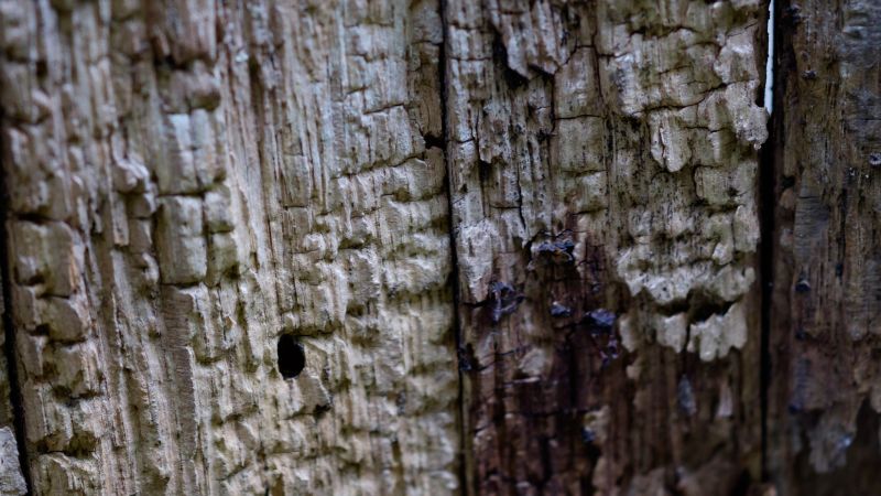 Příroda, stěna, fotografování, dřevo, makro, větev Příroda, stěna, fotografování, dřevo, makro, větev
