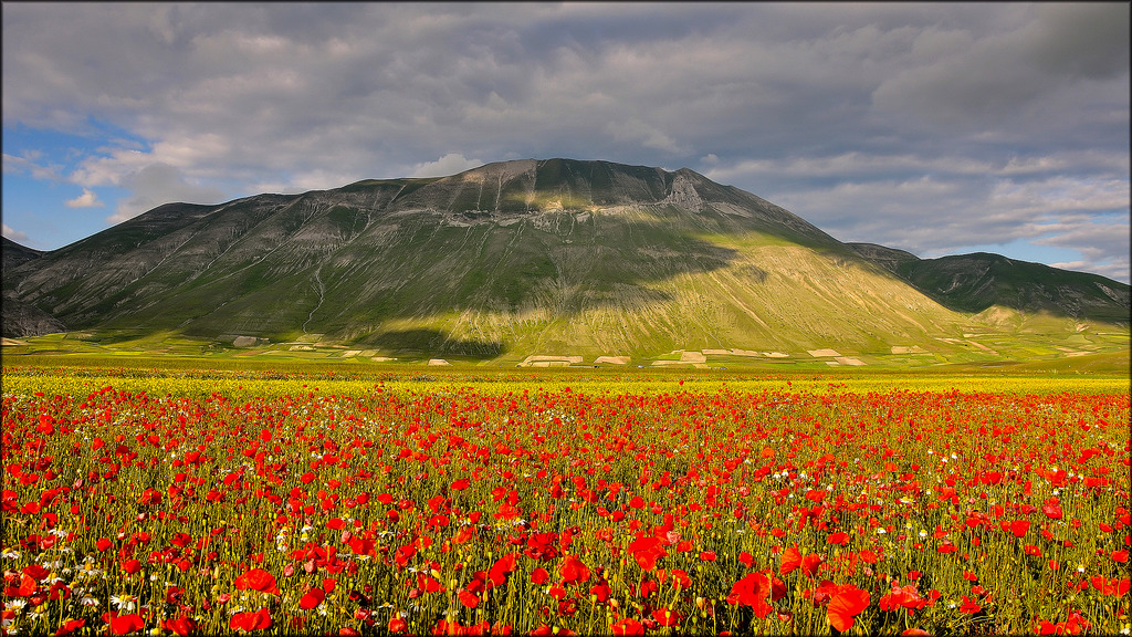 krajina, Itálie, kopec, park, pole, Nikon, Umbrie, Perugia, Drsný, 2013, plošina, národní, scenérie, hora, květ, lučina, rostlina, mygearandme, Italia, mák, monte, zemědělství, louka, di, prostý, mygearandmepremium, mygearandmebronze, mygearandmesilver, mygearandmegold, parco, platinumheartaward, mygearandmeplatinum, mygearandmediamond, photographyforrecreationeliteclub, d90, grande, divoká rostlina, Marche, paesaggio, Monti, nazionale, Sibillini, prérie, Norcia, Castelluccio, pian, Vettore, Papaveri, fioritura, suchozemská rostlina, kvetoucí rostlina, horských reliéf, nikonclubit