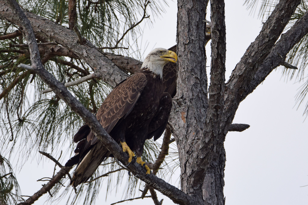 fåglar, djur, gren, vilda djur och växter, rovfågel, Örn, vithövdad havsörn, näbb, florida, träd, djur-, fågel, vithövdad havsörn, fauna, hökfåglar, pensacolabeach, fortpickens, gulfislandsnationalseashore