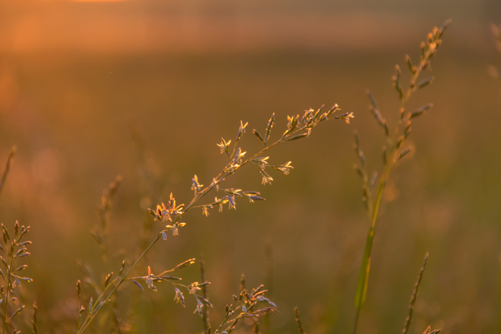 światło słoneczne, zachód słońca, Natura, odbicie, trawa, pole, gałąź, wschód słońca, ranek, lekki, jesień, liść, kwiat, łąka, roślina, flora, łąka, dziki kwiat, preria, Zjawisko atmosferyczne, Fotografia makro, Trawa rodzina, Trzon roślinny