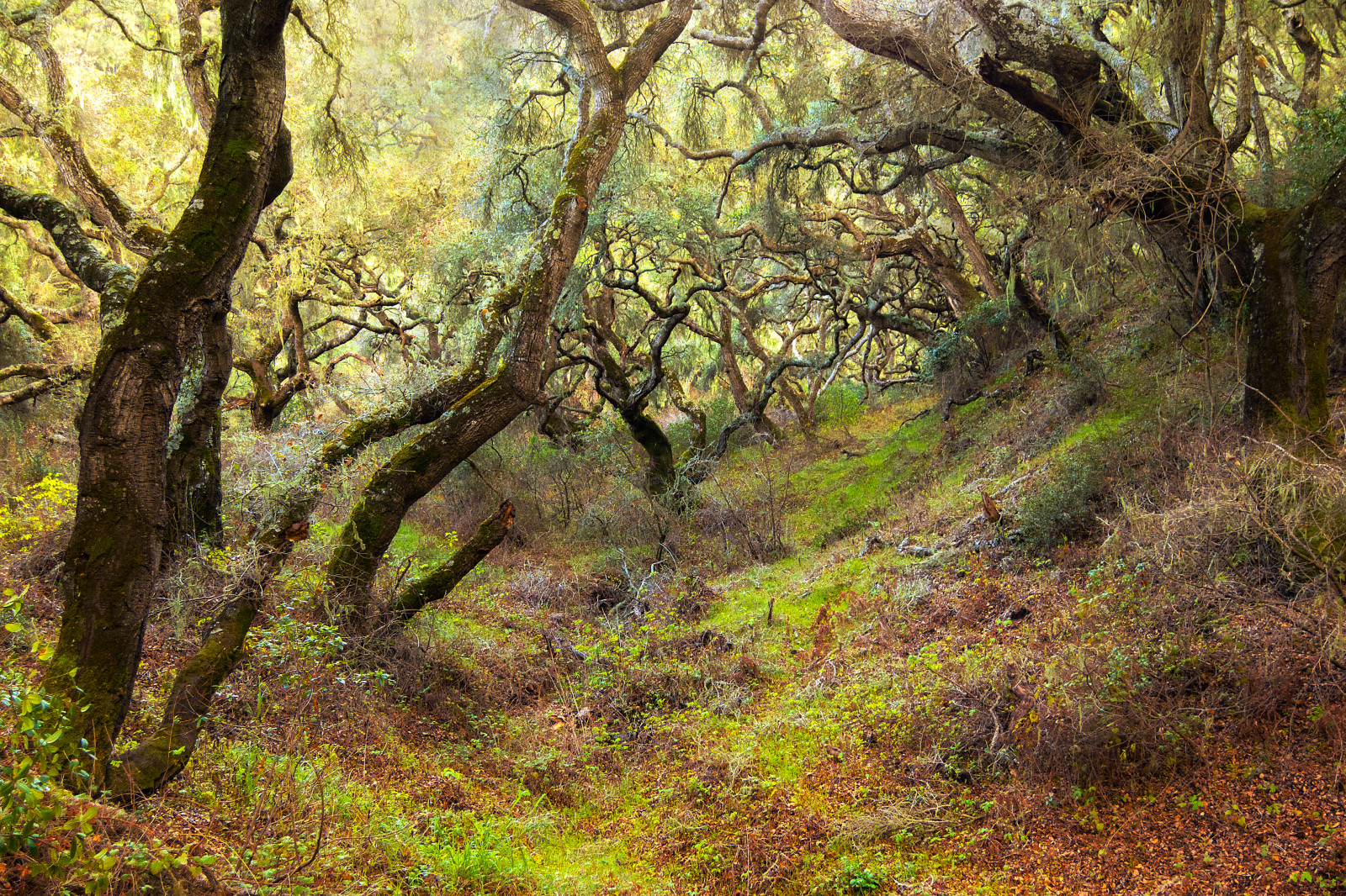 Californien, tåge, grøn, natur, græs, blade, Skov, Canon, skov, landskab, blad, dis, egetræ, flora, vandring, lososos, powershot, vegetation, centralcoast, slo, sanluisobispo, MDO, s100, montanadeorostatepark