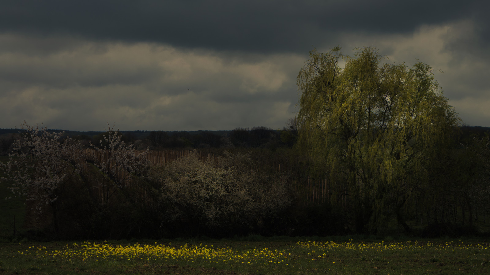 slunečnímu záření, stromy, krajina, les, kopec, tráva, nebe, pole, mraky, žlutý, večer, ráno, horizont, atmosféra, venkovský, mokřadní, mrak, strom, list, Landschaft, lučina, rostlina, venkovní, nebe, pastvina, znásilnění, nárazy, keř, louka, prostý, baum, mraky, b UME, gelb, prérie, l ndlich, venkov, tráva rodina, meteorologický jev, křoviny, jev, eifel, ekoregion, Wolke, bažina, busch