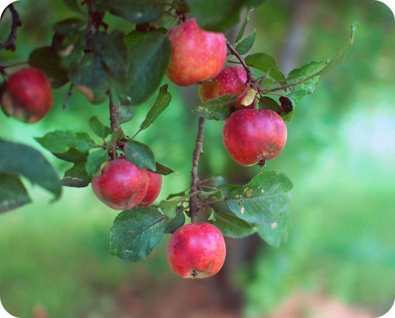 fruit,Pomme,baie,arbre fruitier,Cerise,prune