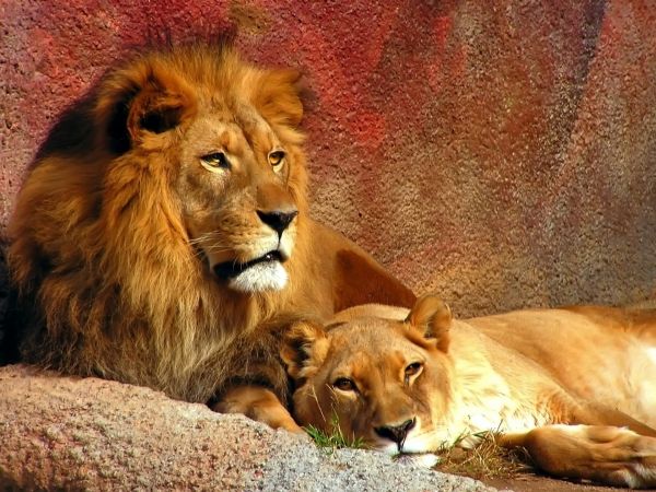 predators,lion,couple,mane,big cat