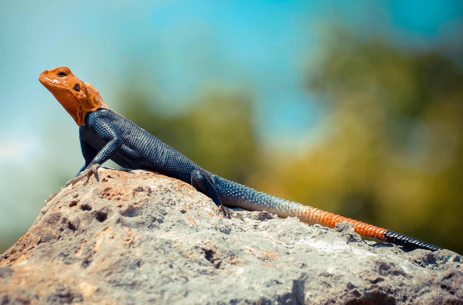 Fauna, Reptil, Eidechse, Agama, Skaliertes Reptil, Agamidae, Organismus, terrestrial animal, Tierwelt