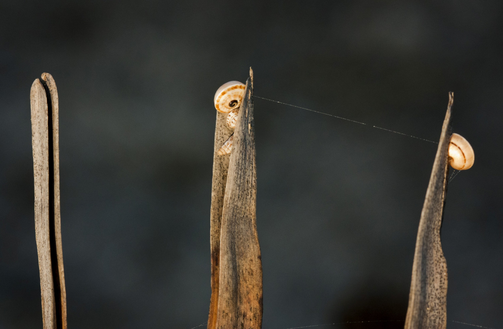 การถ่ายภาพมาโคร, แมลง, ไม้, กิ่งไม้, สัตว์ป่า