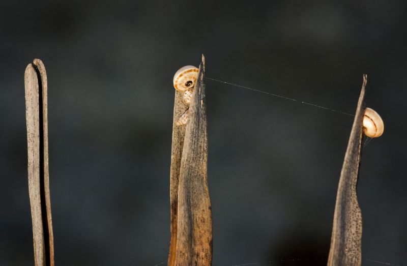 macro photography, wood, insect, twig, wildlife macro photography, wood, insect, twig, wildlife