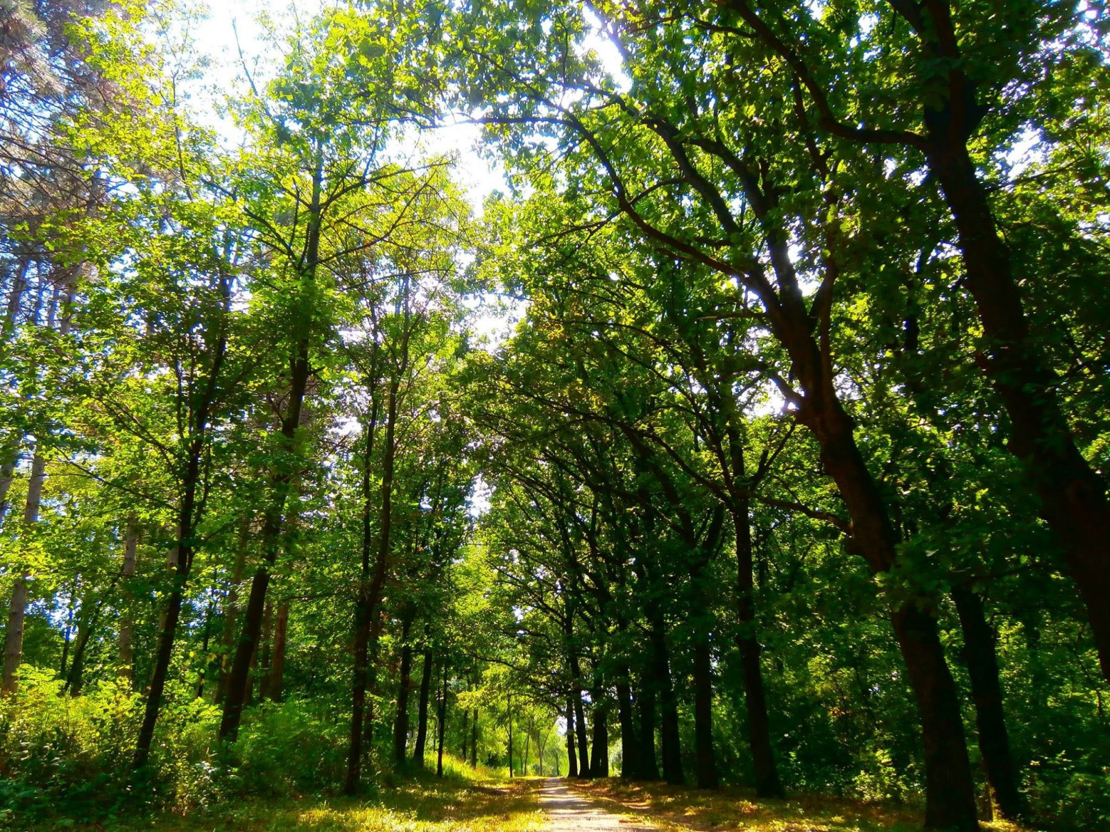 2048x1536 px, rừng, màu xanh lá, thiên nhiên, công viên, Serbia