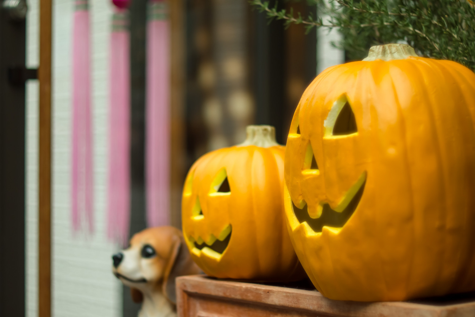 žlutý, dýně, Cucurbita, Calabaza, předvečer Všech svatých, Haloweenská dýně, zimní squash, čenich, tykev, řezba, dýně, ovoce