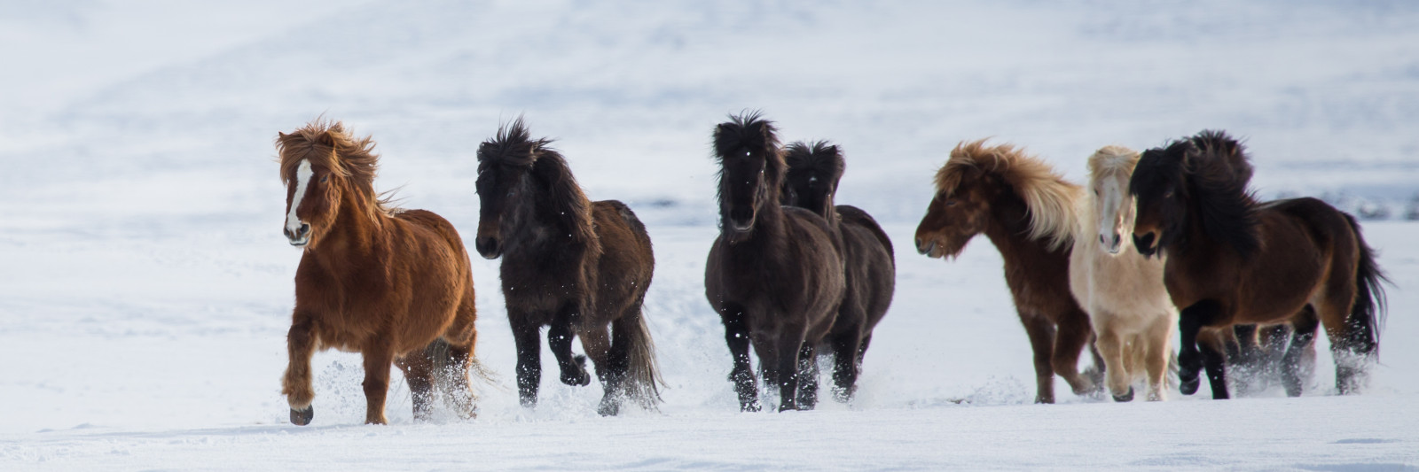 kůň, sníh, zima, Volně žijících živočichů, Island, zmrazení, pastvina, stádo, kobyla, hestar, hříva, kůň jako savci, hřebec, mustang kůň, ekoregion, Icelandichorse, Canonef100400l