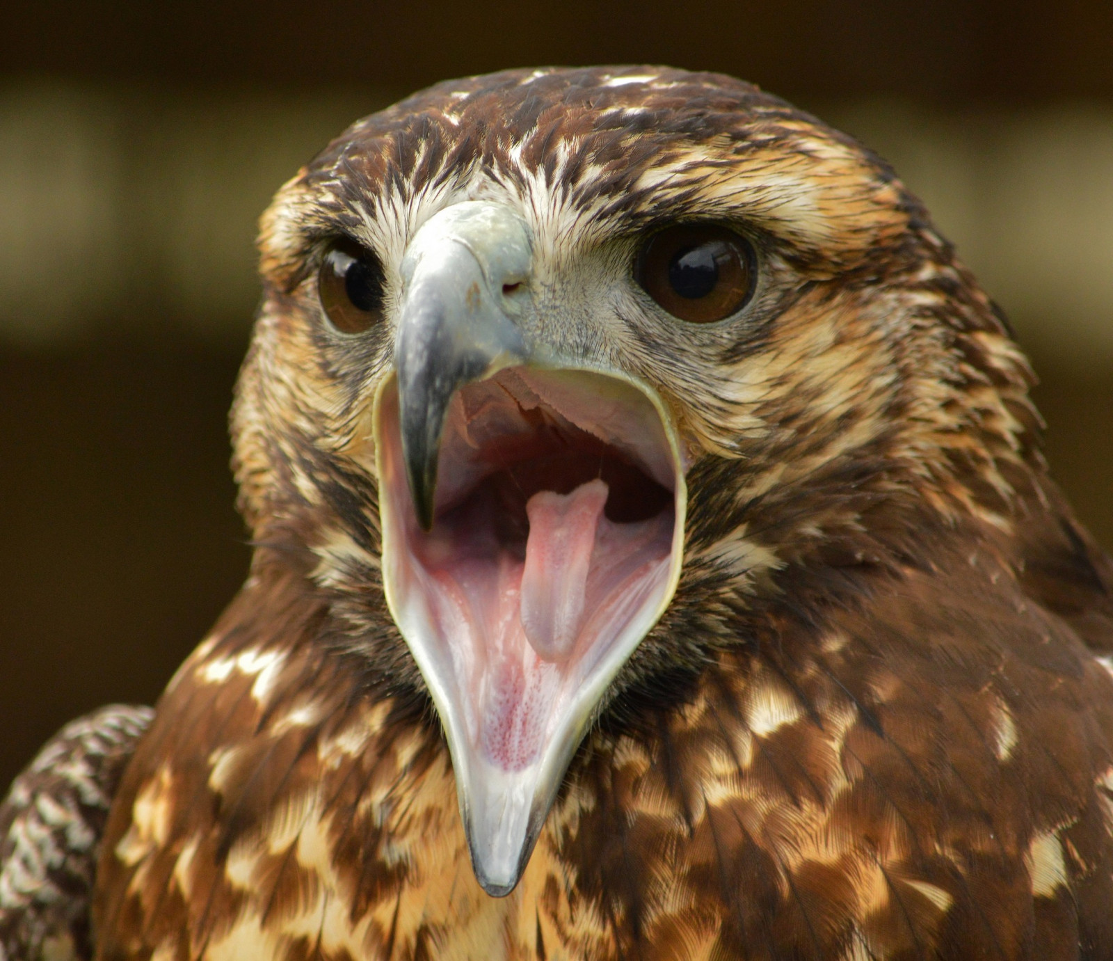 Volně žijících živočichů, dravý pták, orel, zobák, Sokol, pták, jestřáb, káně, křídlo, fauna, obratlovců, zblízka, sup, Accipitriformes