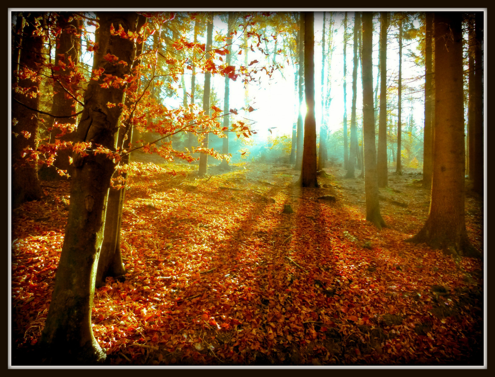 sollys, Skov, efterår, natur, træ, morgen, Tyskland, magi, Sol, KUNST, lys, ray, stråler, træ, efterår, blad, sæson, blinkagain, kreativ, magiske, Jeg drømmer, bestcapturesaoi, artistoftheyearlevel2, skærmbillede, bestofblinkwinners, Oberberg, skov, masterclasselite, levested, naturligt miljø, computer tapet