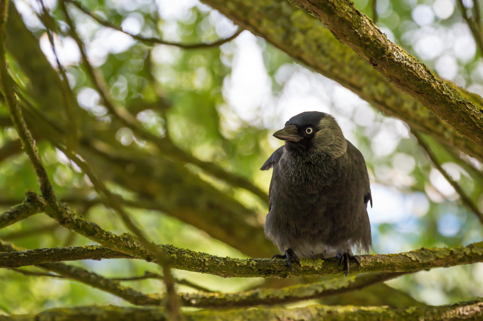 Příroda, větev, zelená, Volně žijících živočichů, zobák, strom, pták, Malmo, Pildammsparken, f gel, Kamera aby kánon, geolocation, EXIF otvor 56, exif aby kánon, EXIF ef70300mmf456lisusm čočka, exif isospeed 640, exif focallength 207mm, Kaja, kavka, Model fotoaparátu canoneos100d, exif modelu canoneos100d, fauna, prohlížení pták, obratlovců
