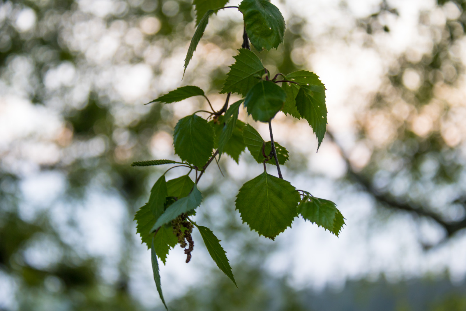 slunečnímu záření, Příroda, větev, zelená, květ, bříza, bj rk, strom, podzim, list, květ, rostlina, sezóna, flóra, l v, s dersl tt, eleaf, vyrobit, botanika, suchozemská rostlina, kvetoucí rostlina, dřevina, keř, makro fotografie, závod stonek, opadavý
