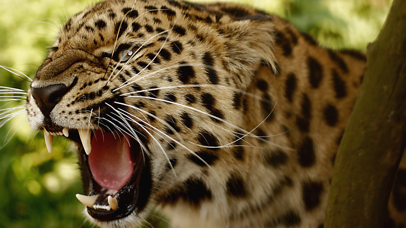 1920x1080 piksel, Amur leoparları, Hayvanlar, leopar