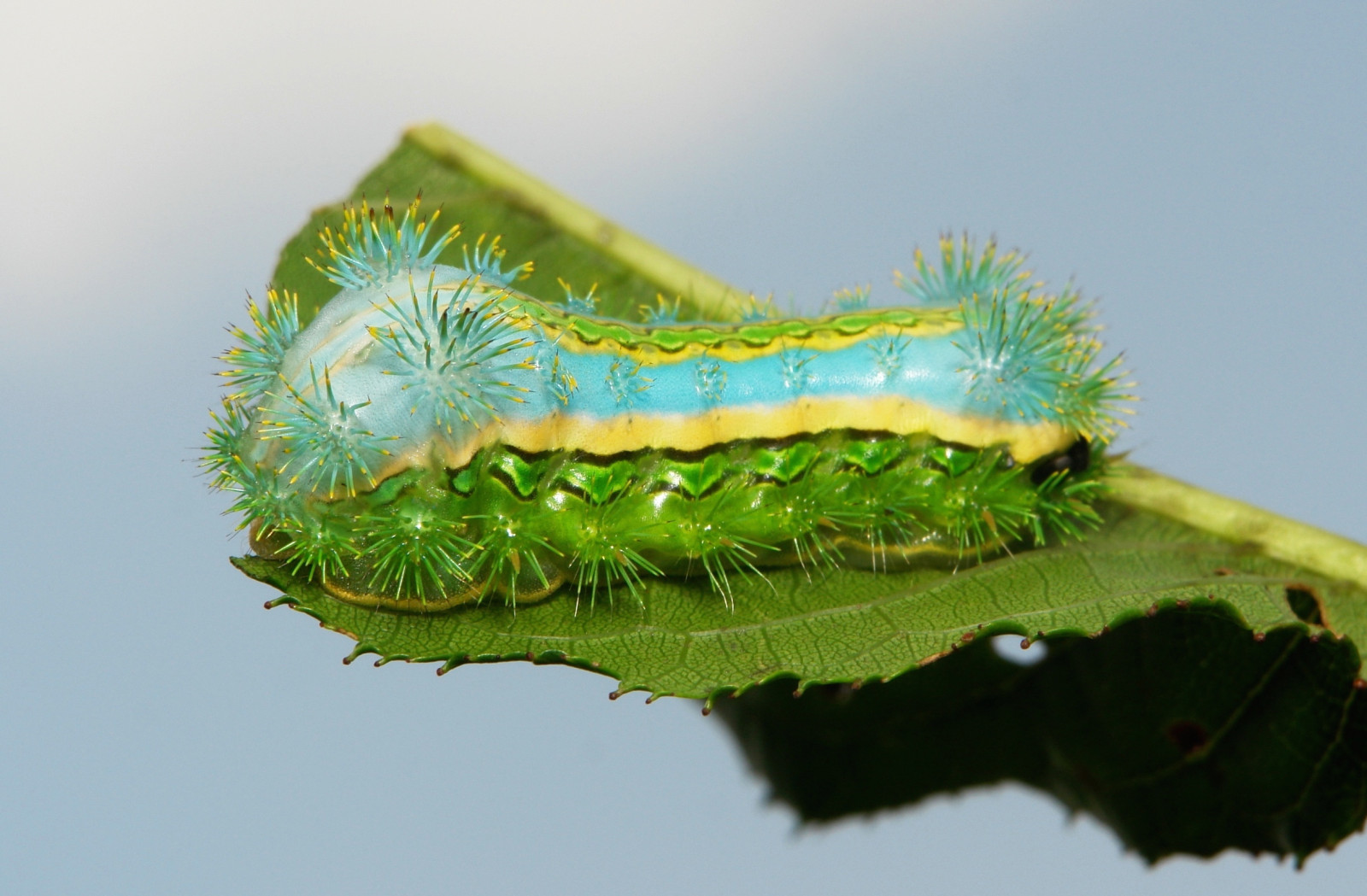 Fond d'écran chenille, insecte, larve, invertébré, Photographie macro, Mites et papillons