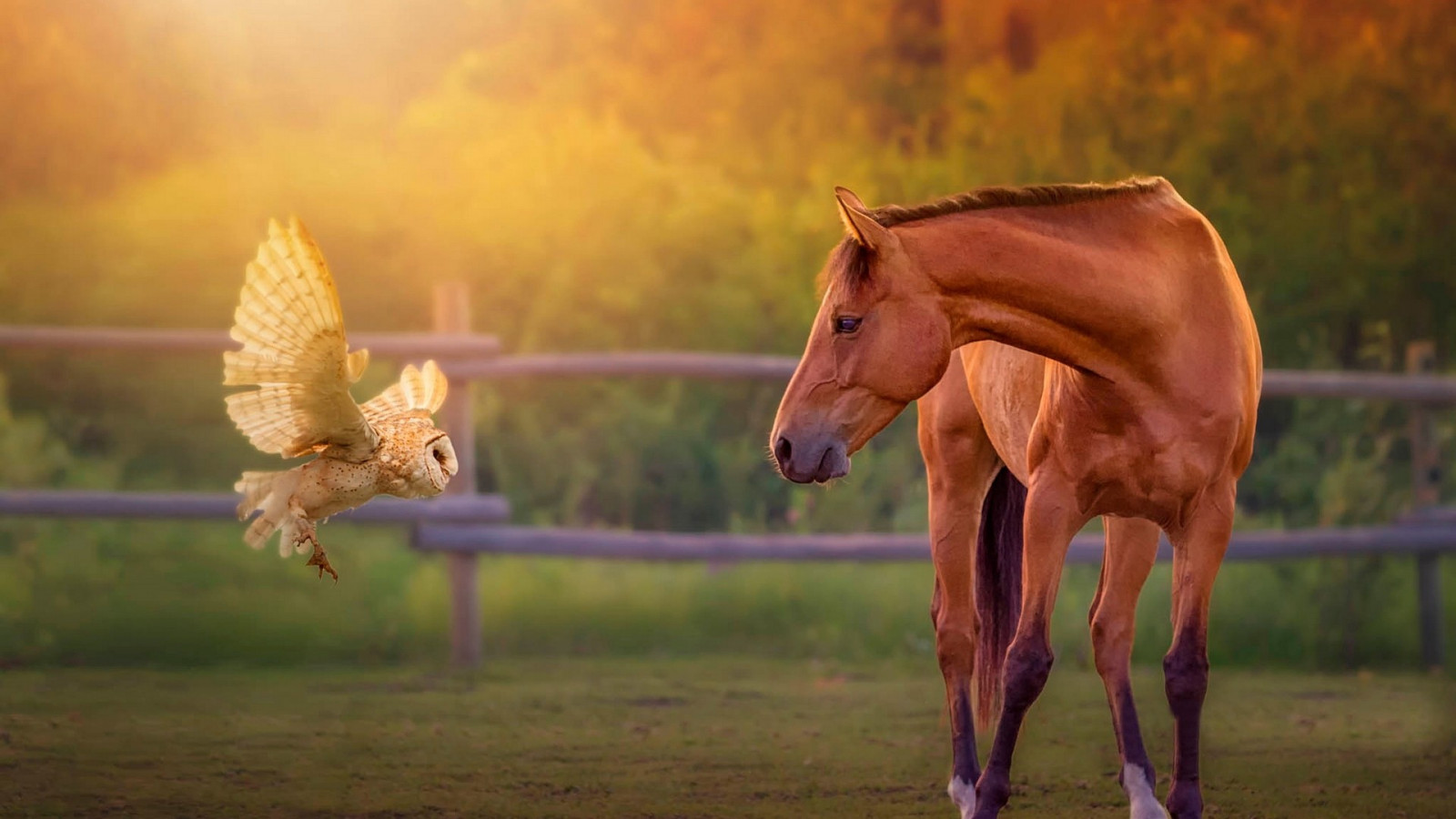 horse_animals_owl_nature_birds-184778.jpg!d