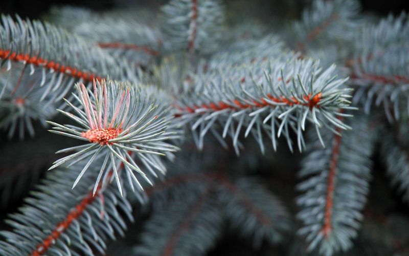 2560x1600 px, větev, makro, Příroda, jehličnatý strom, hloubka pole 2560x1600 px, větev, makro, Příroda, jehličnatý strom, hloubka pole