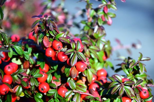 berries,rowan,branch
