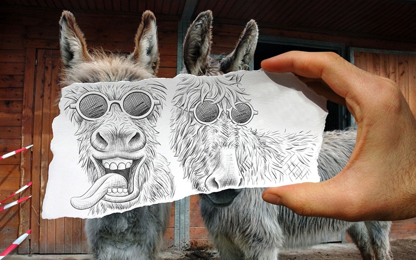 1440x900 px, Animales, Burros