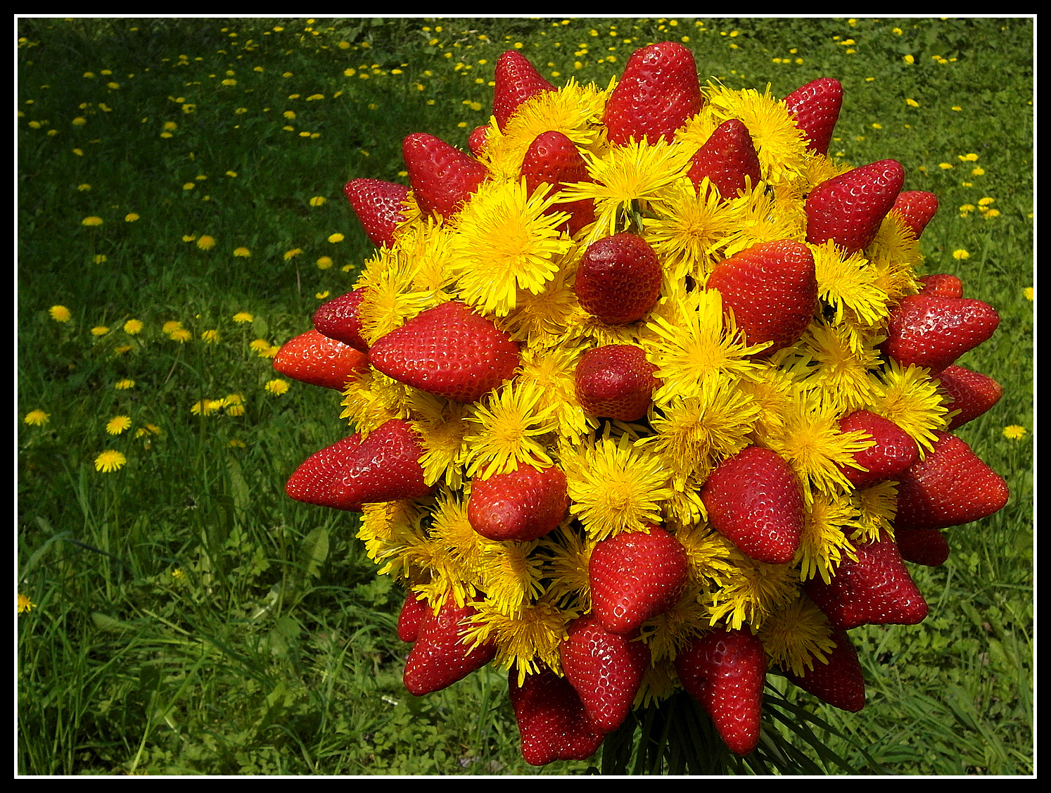 park, květiny, světlo, Červené, portrét, rostliny, slunce, rostlina, barva, zelená, trouchnivění, milovat, Příroda, květinový, barvy, ovoce, Krásná, žlutý, Báječné, Německo, zahrada, zábava, deutschland, licht, fotografie, jahoda, barvitý, flickr, Photographie, Frankfurt, kunst, kouzlo, natur, Radost, dekorace, tvořivý, jahody, blumen, pampeliška, fantazie, planeta, květy, Grun, vícebarevný, colori, garten, spass, peer, Farben, Fruhling, happyness, colliefan, beautiflower