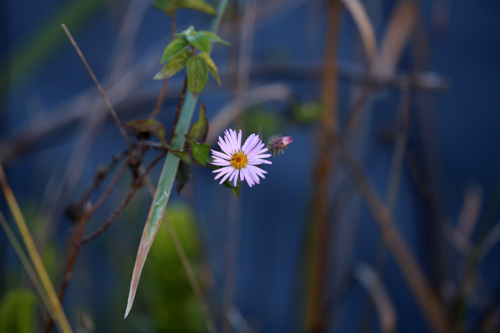 ansigt, sollys, træer, landskab, blade, hvid, portræt, øjne, solnedgang, blomster, have, nat, vand, natur, rød, græs, himmel, parkere, fotografering, lilla, skyer, tæt på, makro, insekt, grøn, gul, blå, Canon, orange, læber, Nikon, lyserød, forår, Florida, familie, Daisy, KUNST, lys, blomst, plante, Foto, udforsket, flora, parti, flores, kronblad, fotos, levende, eos, geotagget, wildflower, computer tapet, blomstrende plante, tæt på, makrofotografering, stængelplante, daisy familie