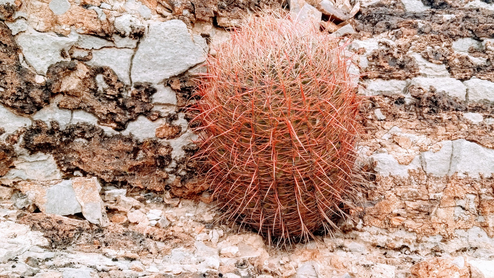 Wallpaper cactus, nature, Las Vegas, desert, hiking 1920x1080