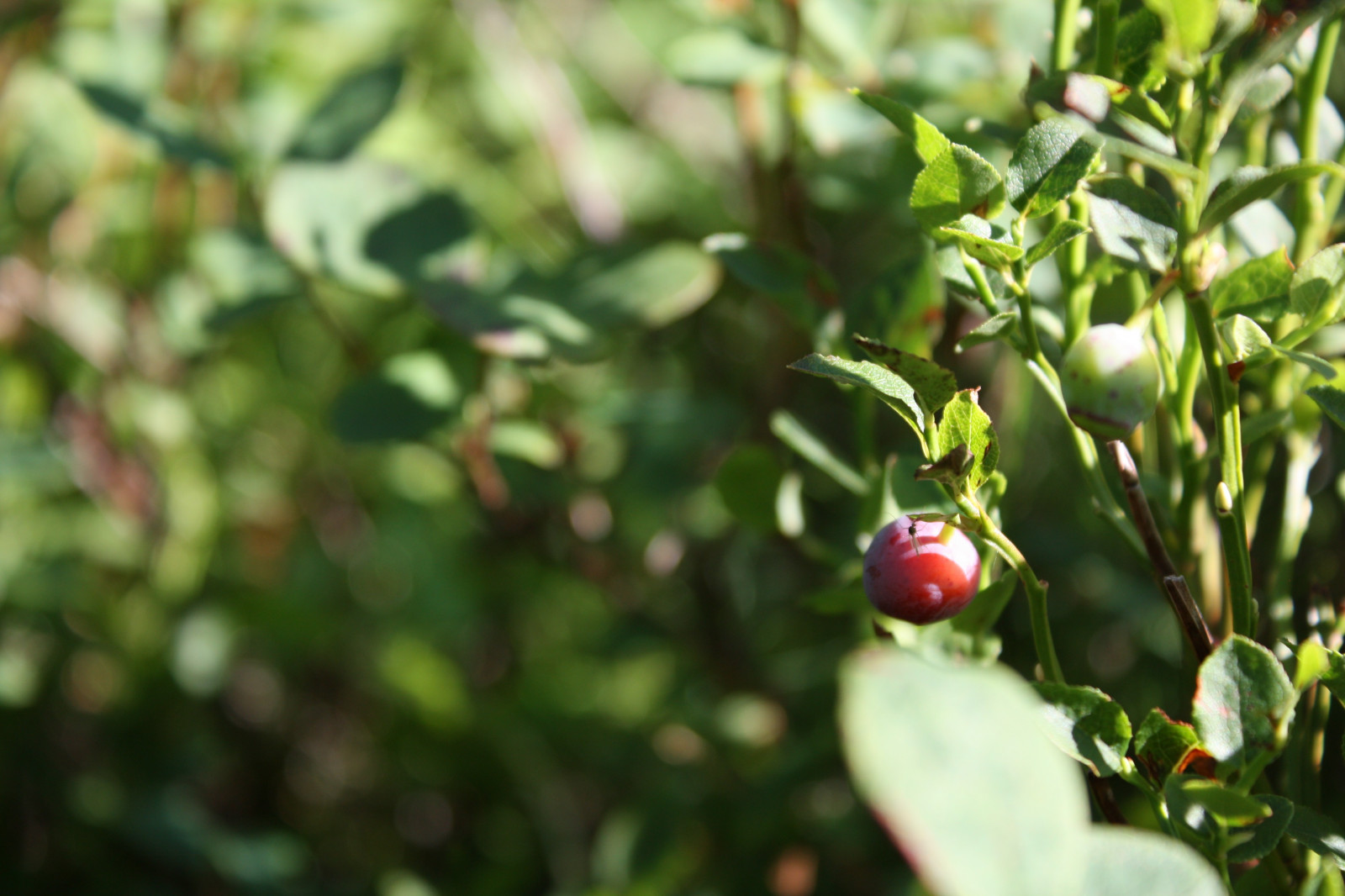 landskab, mad, natur, planter, afdeling, frugt, grøn, blomst, bær, Evergreen, Karelia, træ, blad, blomst, plante, bær, flora, fremstille, botanik, jord plante, blomstrende plante, Busk, makrofotografering