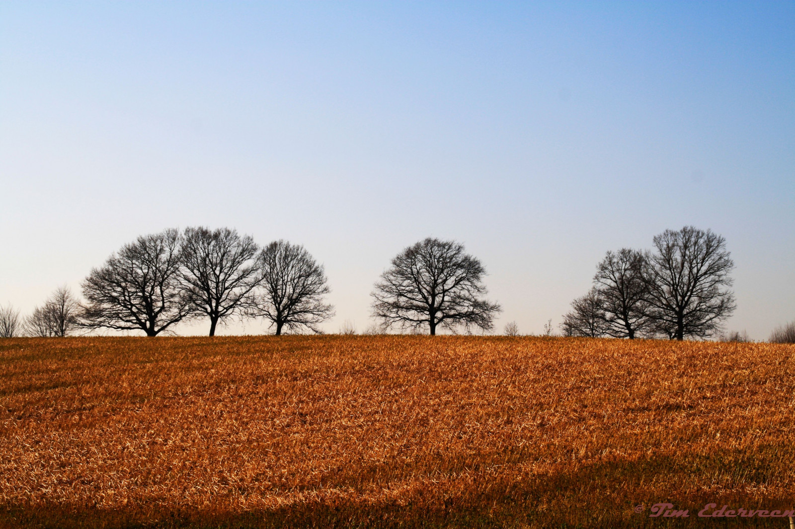 stromy, krajina, kopec, Příroda, tráva, nebe, zima, pole, modrý, ráno, hospodařit, horizont, Nizozemí, 2015, Limburg, strom, podzim, lučina, rostlina, sezóna, minimalistický, zemědělství, prostý, tim, prérie, oříznutí, půda, venkov, dřevina, ekosystém, tráva rodina, braun, zuid, Ederveen, limburgslandschap, Simpelveld